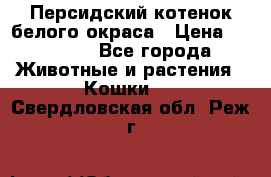 Персидский котенок белого окраса › Цена ­ 35 000 - Все города Животные и растения » Кошки   . Свердловская обл.,Реж г.